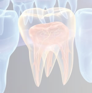 Endodontia